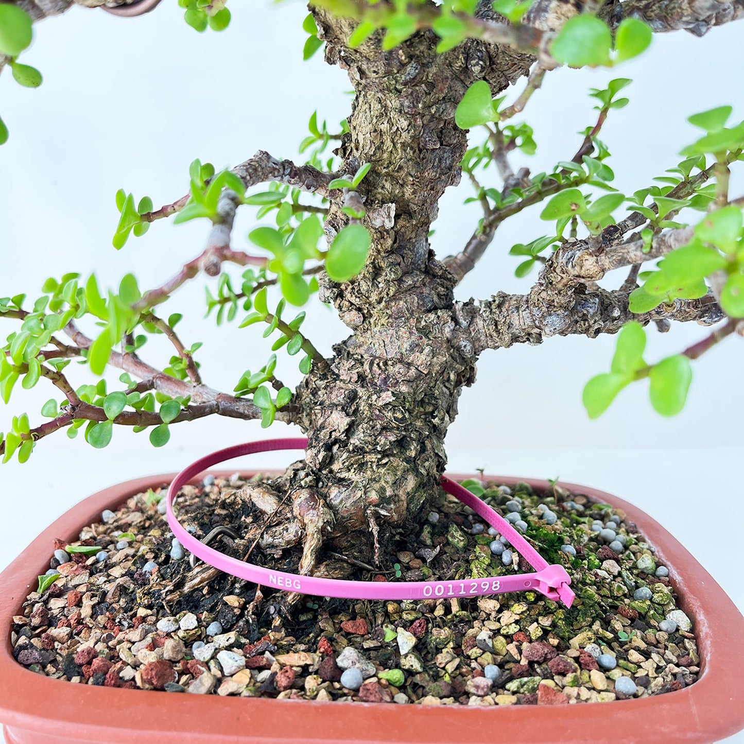 Shohin Frank Yee Cork Bark Dwarf Jade 'Portulacara Afra' In A Yixing Ceramic Pot