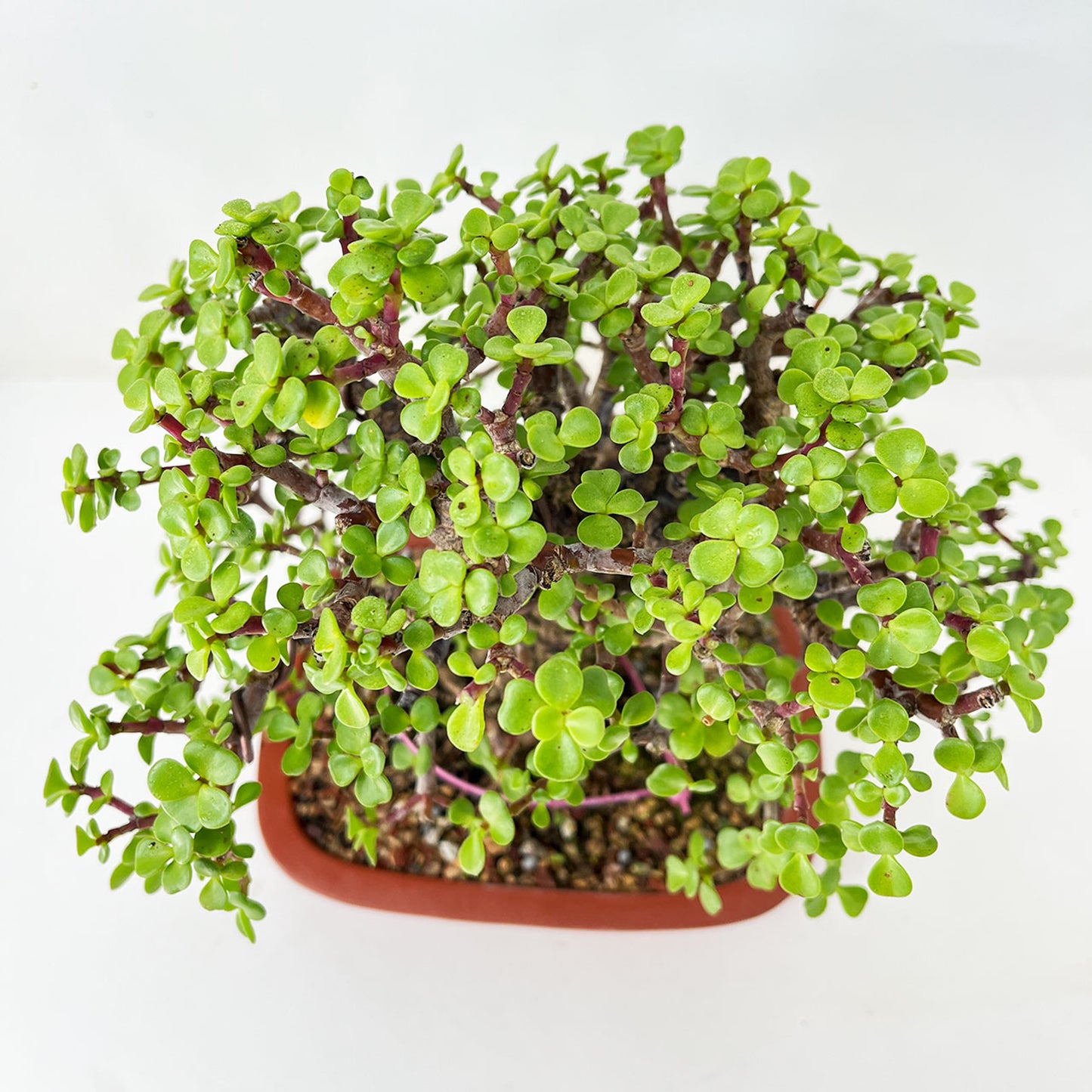 Shohin Frank Yee Cork Bark Dwarf Jade 'Portulacara Afra' In A Yixing Ceramic Pot