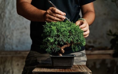 Become a Bonsai Tree Artist, Course Led Online by Bonsai Master Artists