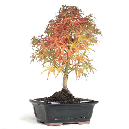 Dwarf Japanese Maple 'Sharps Pygmy'