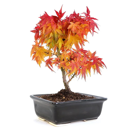 Miniature Mikawa Yatsubusa Maple Bonsai