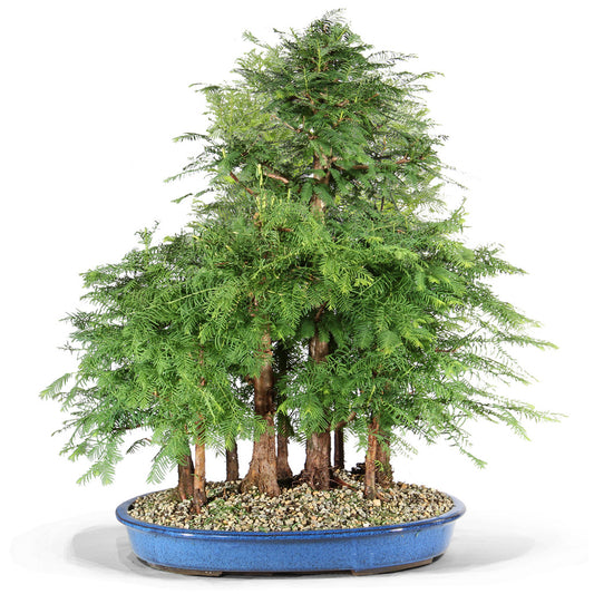 Dawn Redwood Bonsai Aged 15