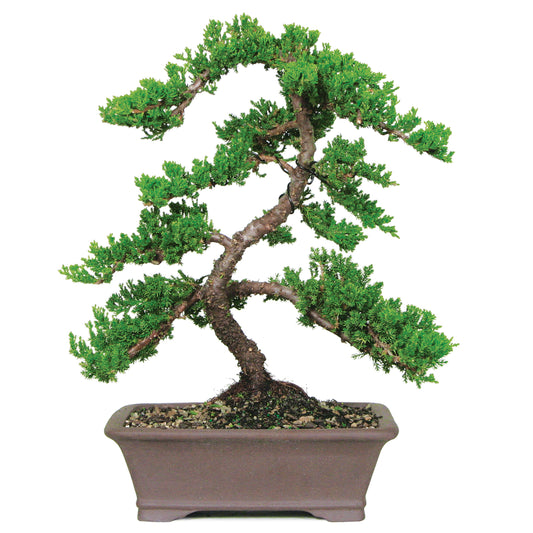 Green Mound Juniper - Procumbens Nana (Outdoor)