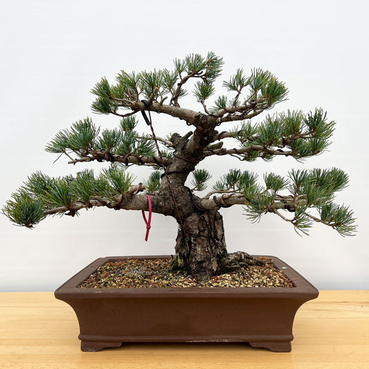 Imported Japanese White Pine "Five Needle" In Ceramic Pot