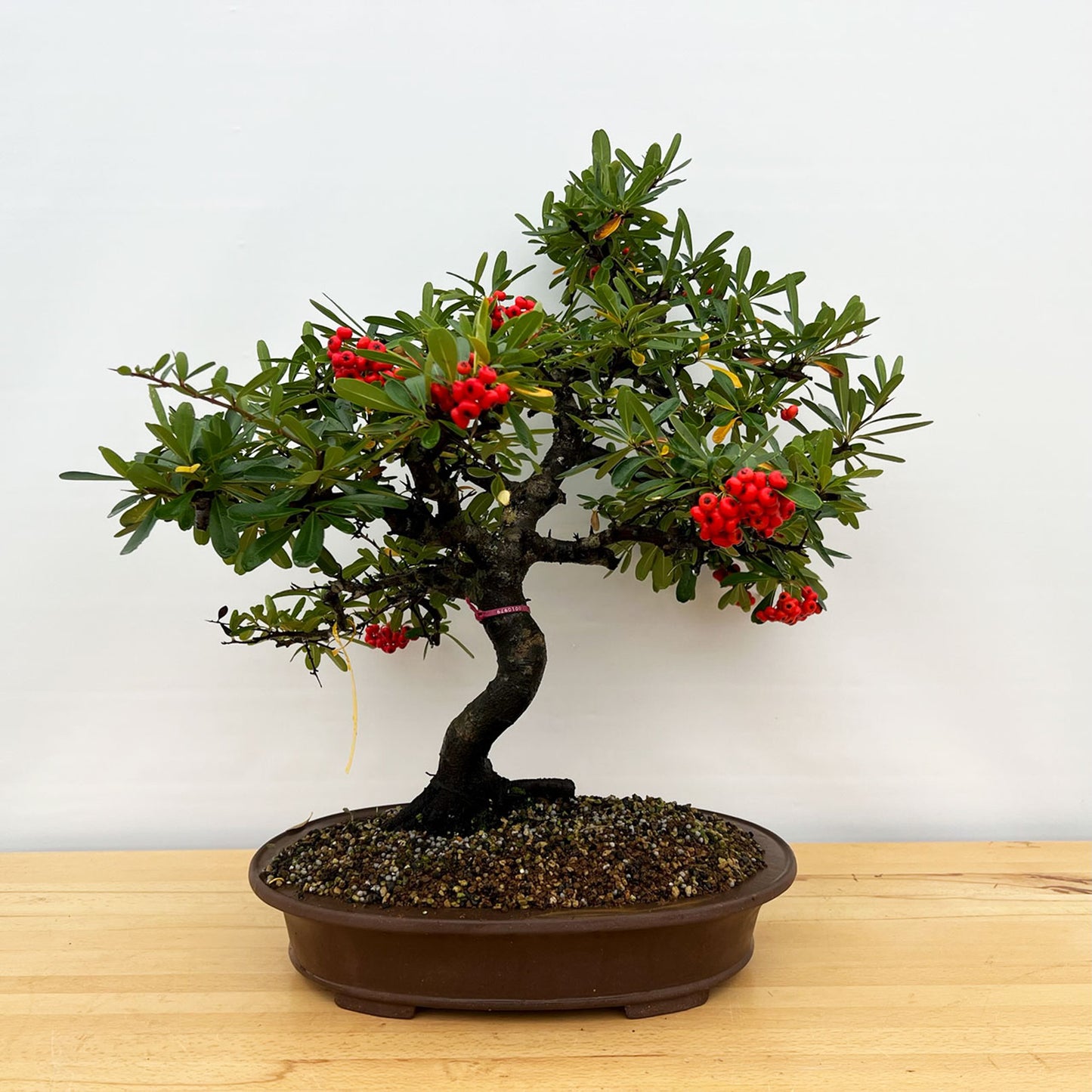 Old And Mature Pyracantha (Firethorn) With Beautiful Berries In A Yixing Ceramic Pot