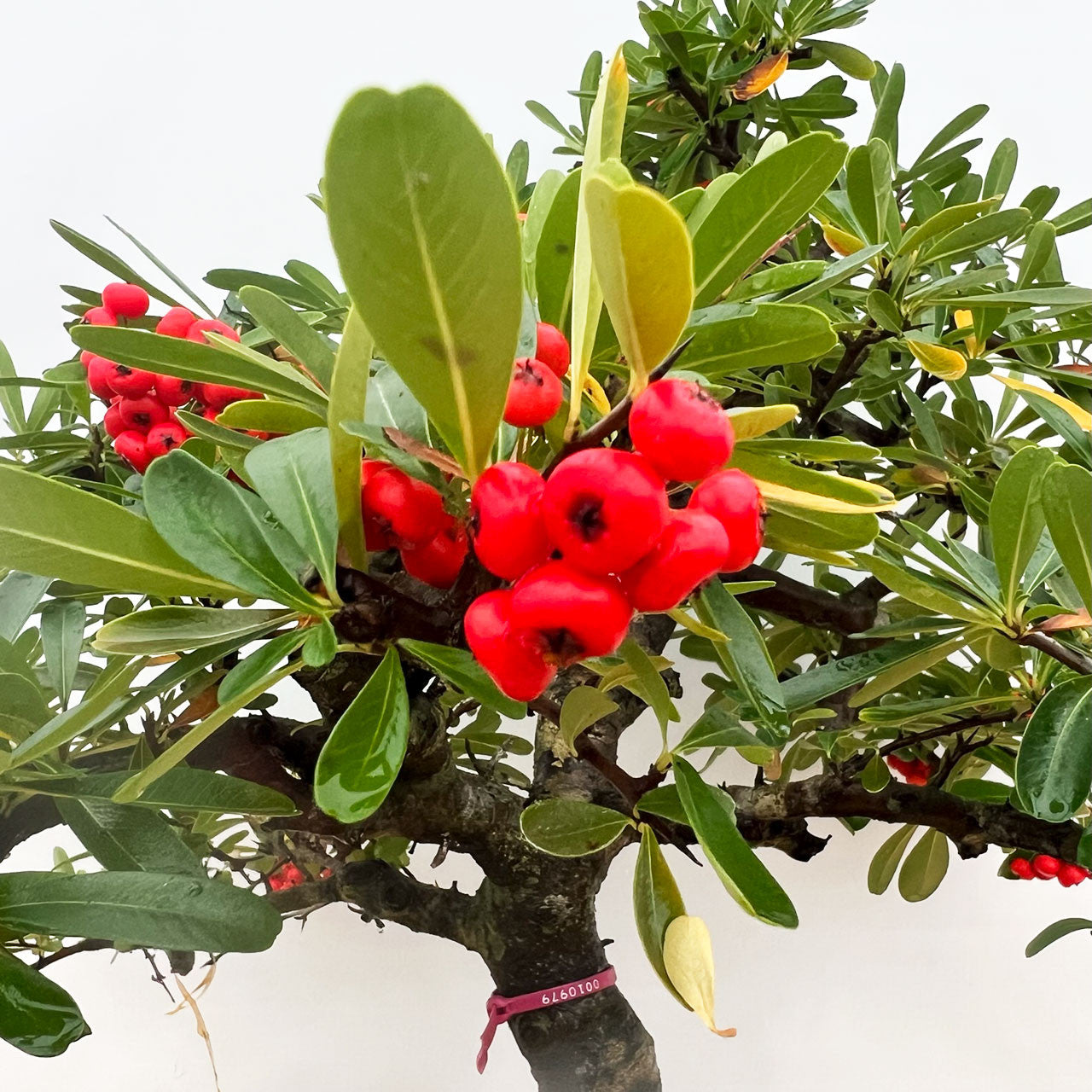 Old And Mature Pyracantha (Firethorn) With Beautiful Berries In A Yixing Ceramic Pot