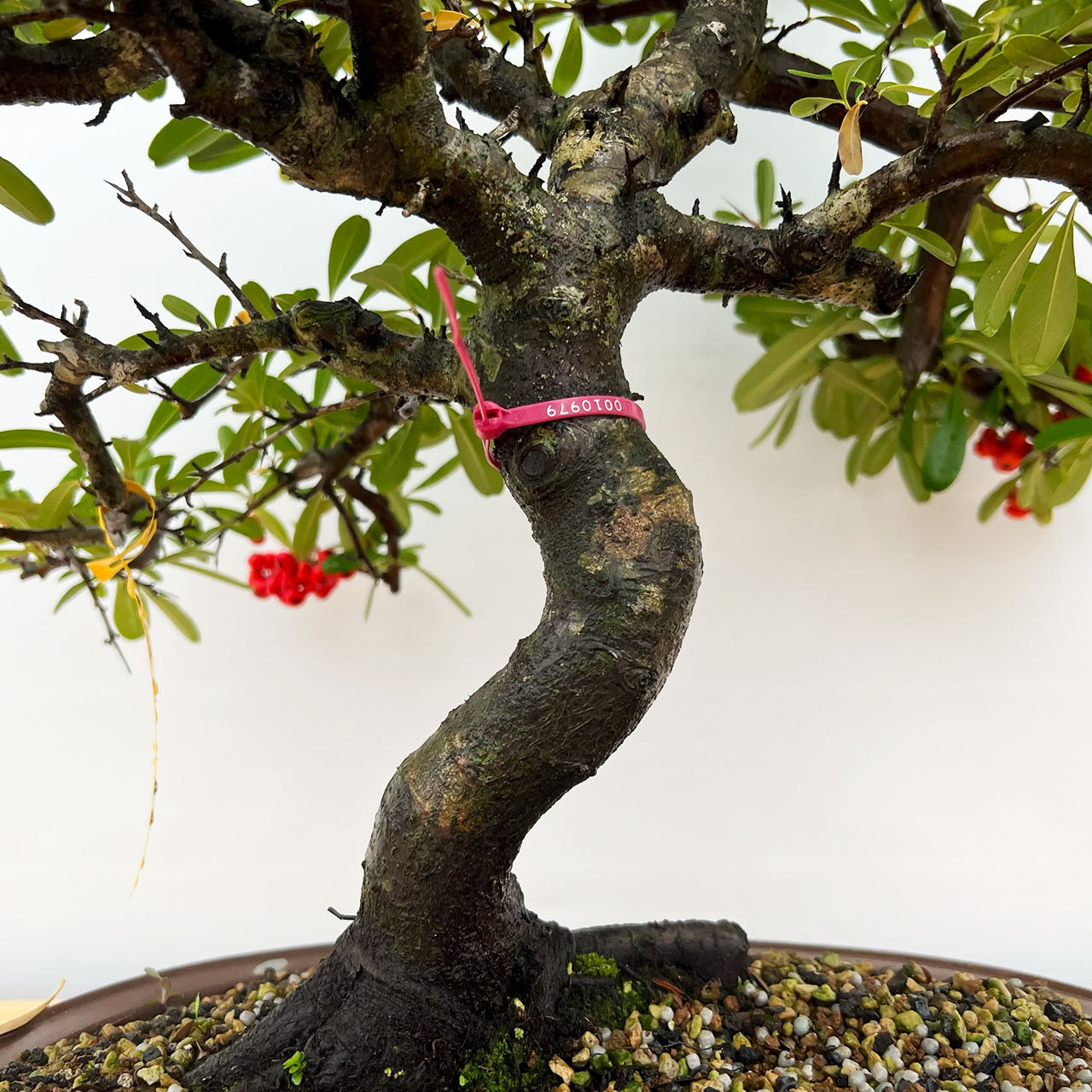 Old And Mature Pyracantha (Firethorn) With Beautiful Berries In A Yixing Ceramic Pot