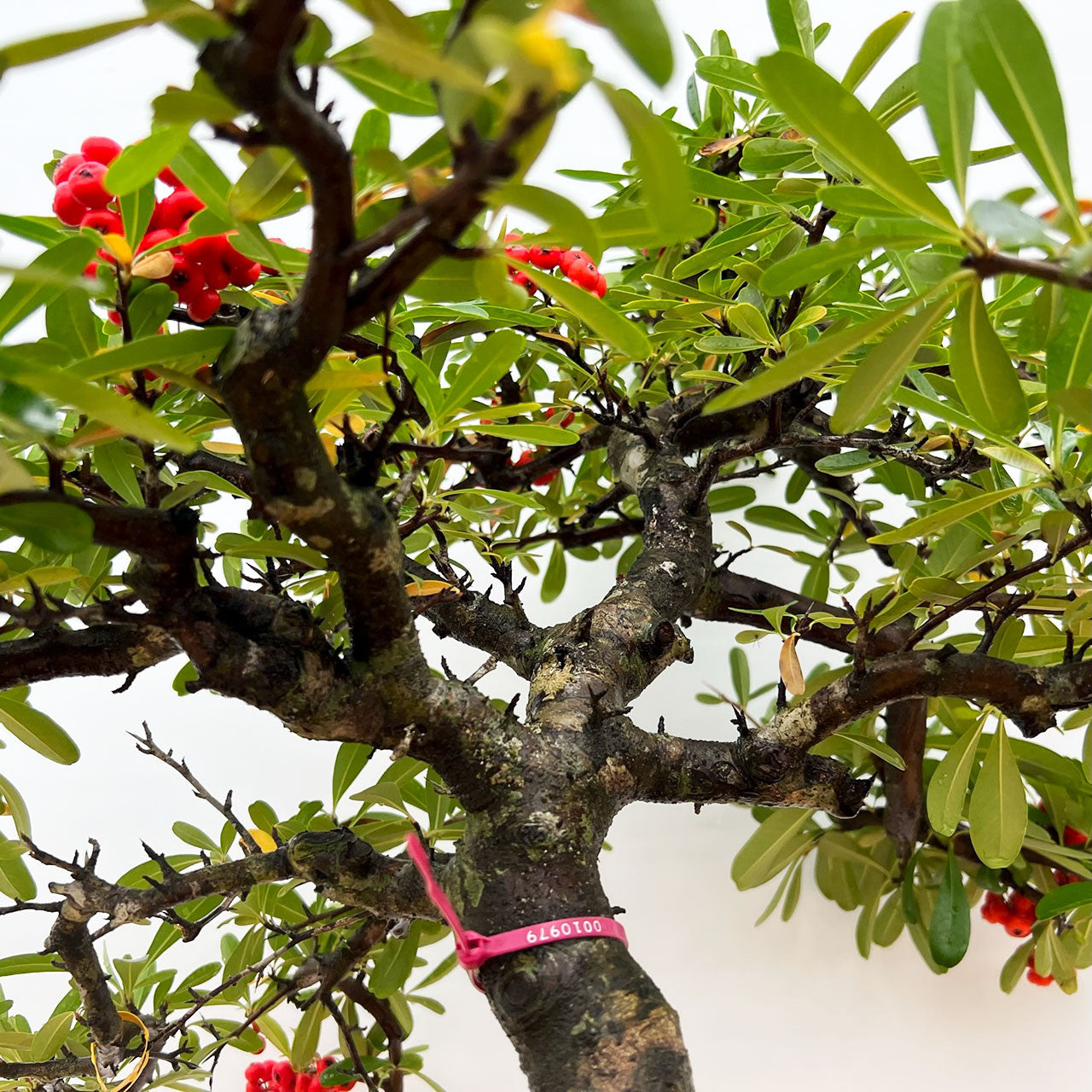 Old And Mature Pyracantha (Firethorn) With Beautiful Berries In A Yixing Ceramic Pot