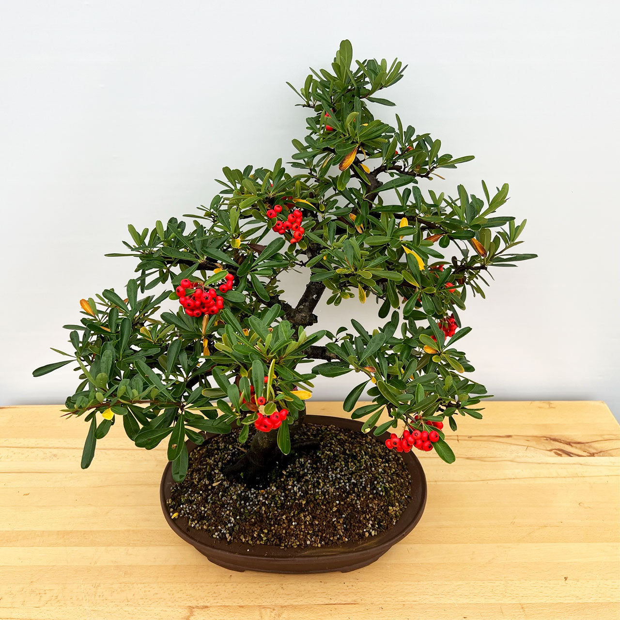 Old And Mature Pyracantha (Firethorn) With Beautiful Berries In A Yixing Ceramic Pot