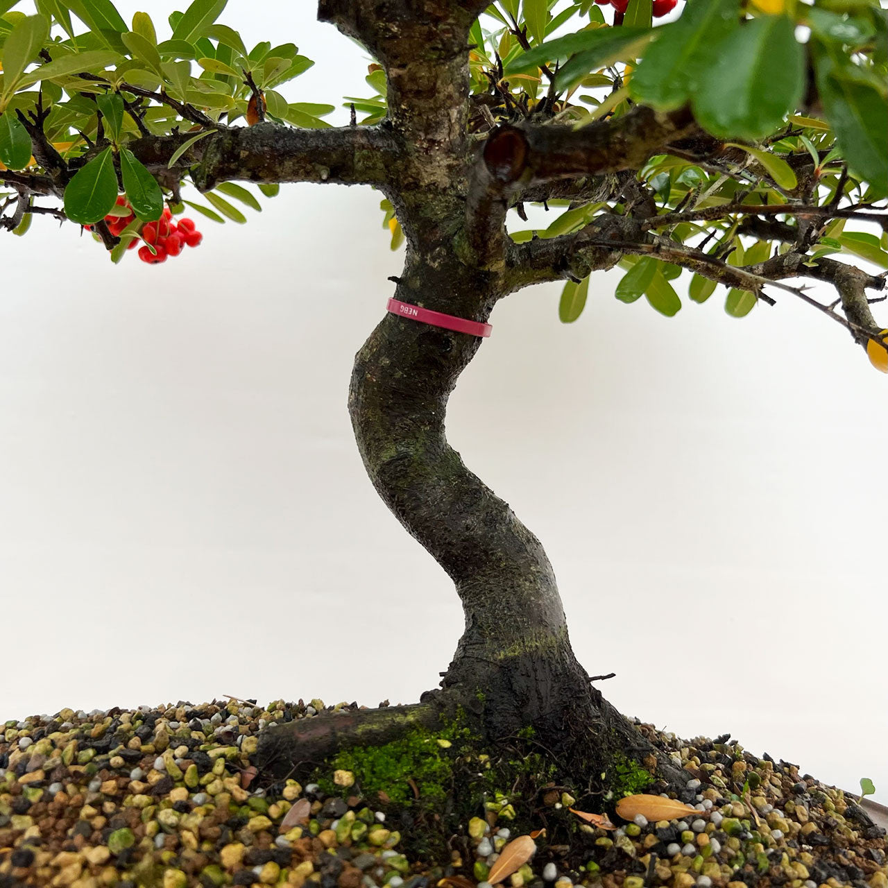 Old And Mature Pyracantha (Firethorn) With Beautiful Berries In A Yixing Ceramic Pot