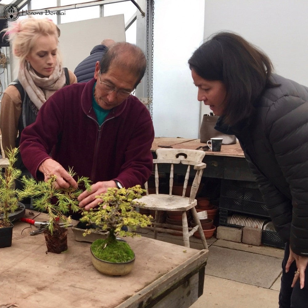 Become a Bonsai Tree Artist, Course Led Online by Bonsai Master Artists