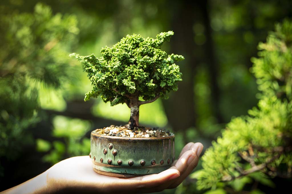 Become a Bonsai Tree Artist, Course Led Online by Bonsai Master Artists