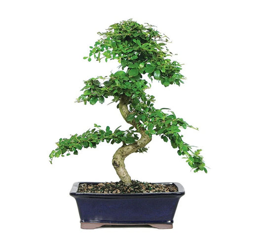 Fukien Tea - A Flowering Tropical Bonsai Tree