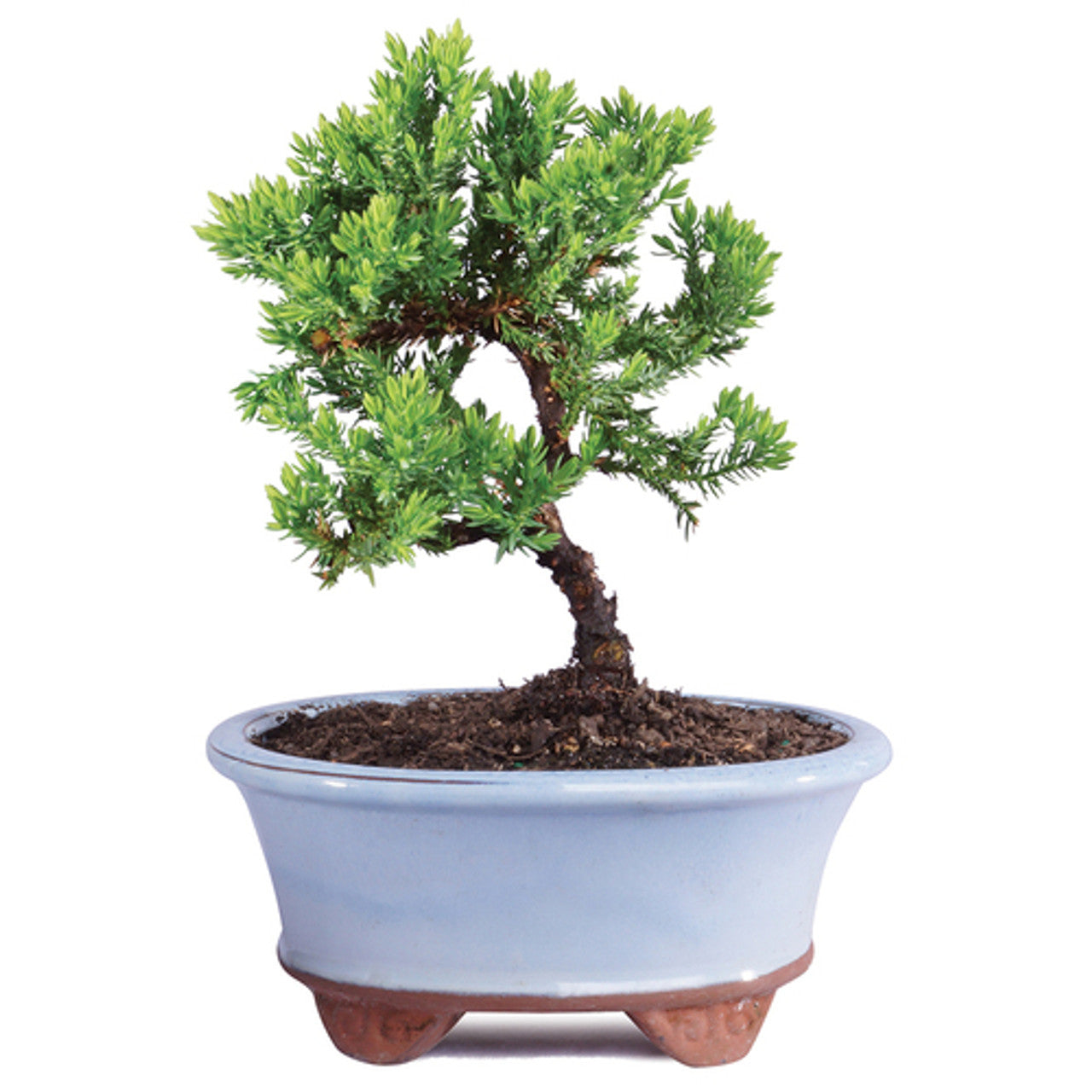 Green Mound Juniper - Procumbens Nana (Outdoor)