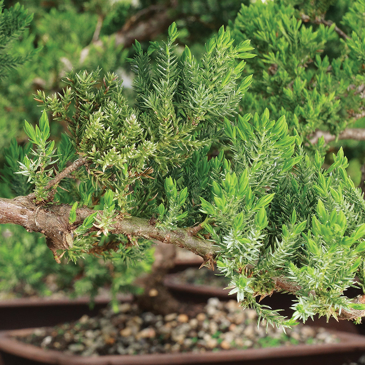 Green Mound Juniper - Procumbens Nana (Outdoor)