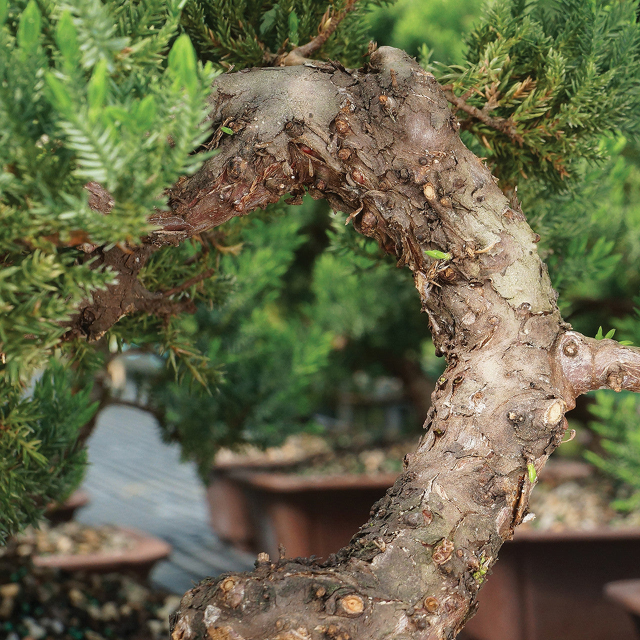 Green Mound Juniper - Procumbens Nana (Outdoor)