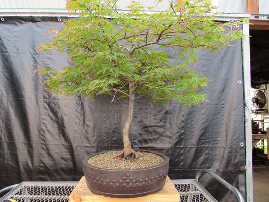 58 Year Old Red Dragon Japanese Maple Specimen Bonsai Tree