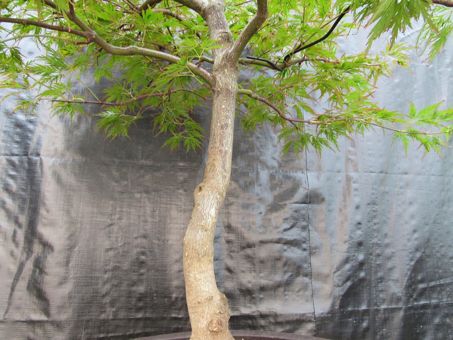 58 Year Old Red Dragon Japanese Maple Specimen Bonsai Tree
