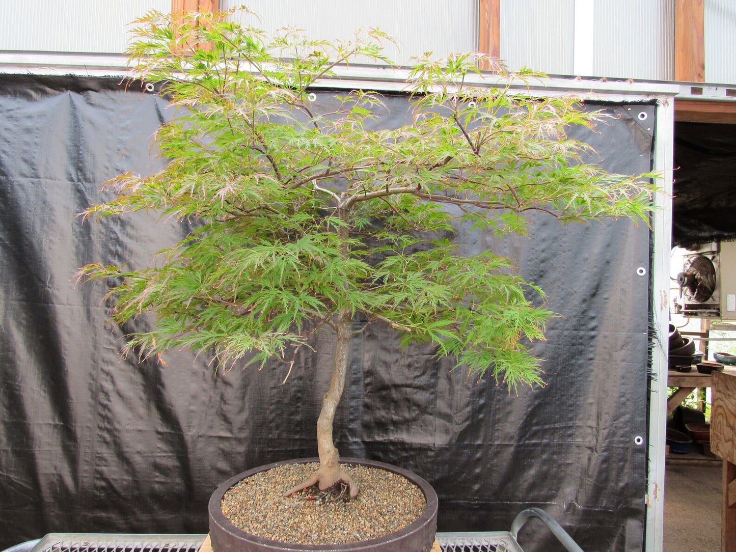 58 Year Old Red Dragon Japanese Maple Specimen Bonsai Tree