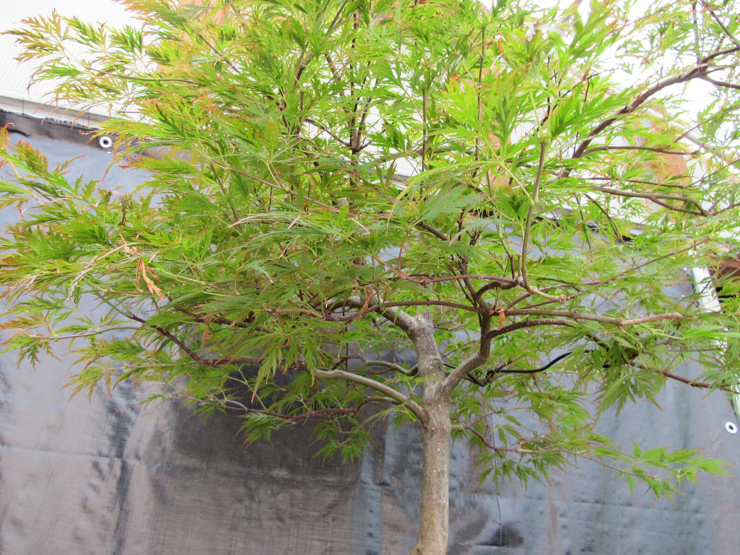 58 Year Old Red Dragon Japanese Maple Specimen Bonsai Tree