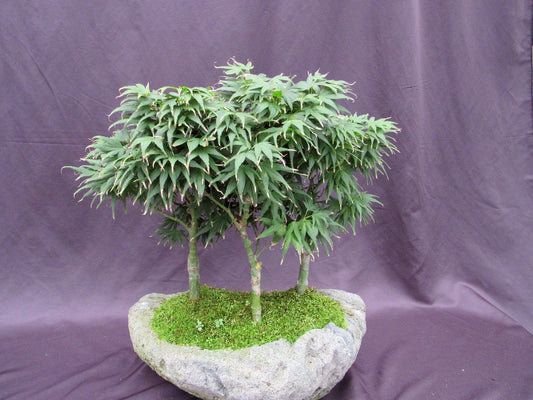 16 Year Old Mikawa Yatsubusa Japanese Maple Specimen Bonsai 3 Tree Forest