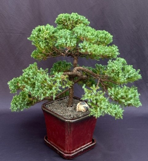 Juniper Bonsai Tree - Trained (Juniper Procumbens Nana)