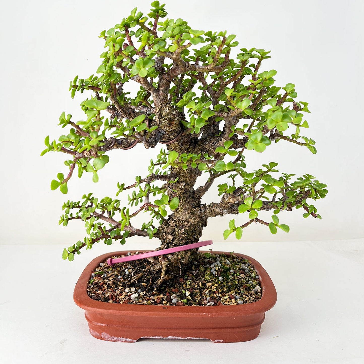 Shohin Frank Yee Cork Bark Dwarf Jade 'Portulacara Afra' In A Yixing Ceramic Pot